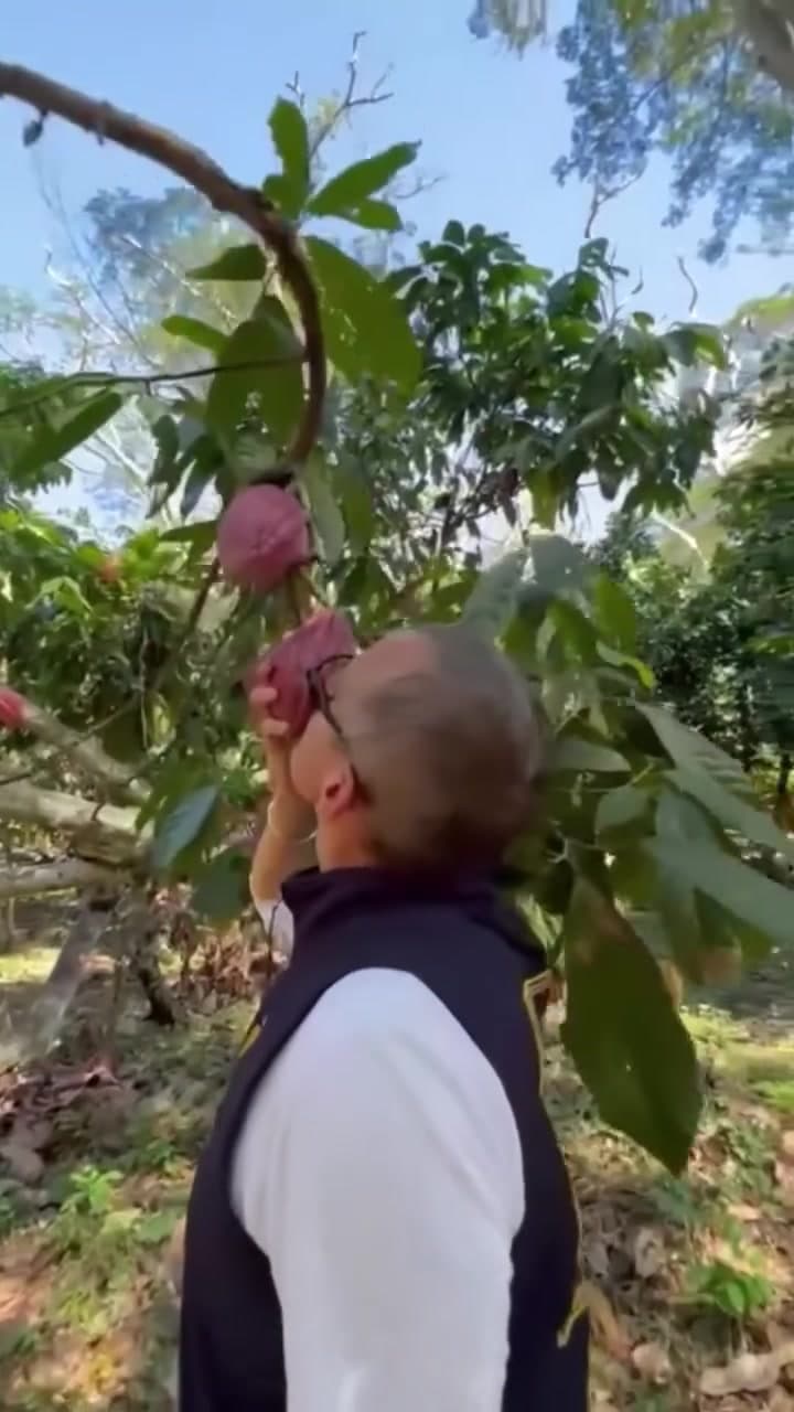 Grégoire Engrand cueille une cabosse de cacao mauve sur un arbre de la plantation MAVA, Madagascar