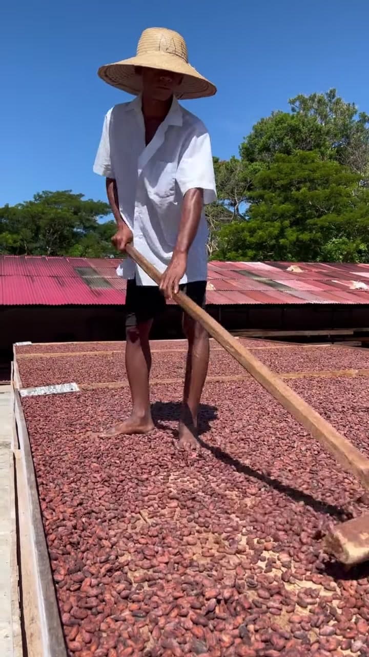 Travailleur malgache retournant au râteau les fèves de cacao qui sèchent au soleil sur la plantation MAVA